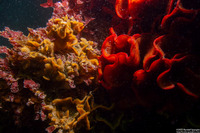Watersipora subtorquata (Red-Rust Bryozoan)
