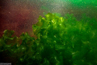 Ulva expansa (Sea Lettuce)