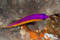 Pictichromis diadema (Purpletop Dottyback)