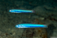 Ptereleotris hanae (Threadfin Dartfish)