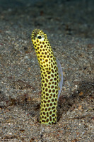 Heteroconger taylori (Taylor's Garden Eel)