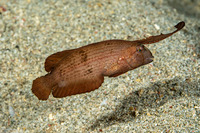 Iniistius pavo (Peacock Razorfish)