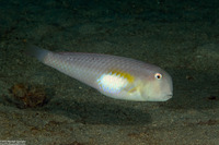 Iniistius melanopus (Finspot Razorfish)