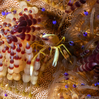Allopontonia brocki (Brook's Urchin Shrimp)