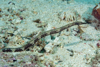 Trachyrhamphus bicoarctatus (Short-Tailed Pipefish)