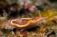 Glossodoris rufomarginata (White-Margin Nudibranch)