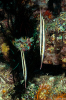 Aeoliscus strigatus (Hinged Shrimpfish)