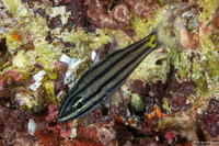 Cheilodipterus isostigmus (Toothy Cardinalfish)