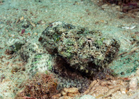 Scorpaenopsis diabolus (Devil Scorpionfish)