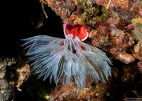 Protula bispiralis (Red Fan Worm)