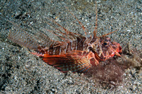 Parapterois heterura (Gurnard Lionfish)
