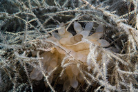 Sepia sp.1 (Cuttlefish Eggs)