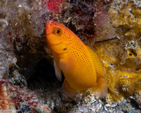 Pseudochromis moorei (Yellow Dottyback)