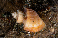 Scalptia contabulata (Tabulate Nutmeg Shell)