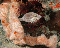 Paramonacanthus choirocephalus (Whiteblotch Filefish)