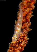 Bryaninops yongei (Wire Coral Goby)