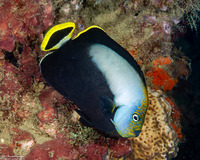 Chaetodontoplus melanosoma (Black Velvet Angelfish)
