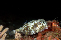 Ostracion rhinorhynchos (Shortnose Boxfish)