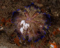 Echineulima asthenosomae (Fire Urchin Snail)