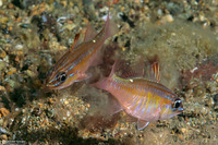 Ostorhinchus moluccensis (Moluccan Cardinalfish)