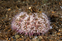 Toxopneustes pileolus (Flower Urchin)