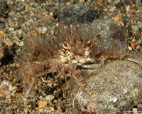 Schizophrys aspera (Ornamental Spider Crab)
