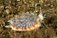 Euprotomus aurisdianae (Imperial Conch)
