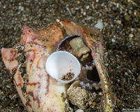 Amphioctopus marginatus (Coconut Octopus)