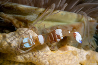 Ancylomenes magnificus (Magnificent Anemone Shrimp)