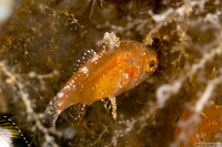 Foa fo (Weedy Cardinalfish)