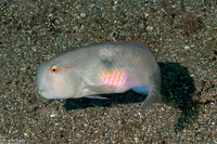 Iniistius pentadactylus (Fivefinger Razorfish)