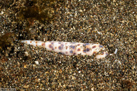 Oxymeris areolata (Dark-Spotted Auger)