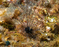 Diadema setosum (Black Longspine Sea Urchin)