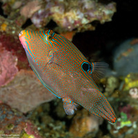 Canthigaster papua (Papuan Toby)