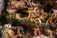 Thuridilla gracilis (Slender Sapsucking Slug)