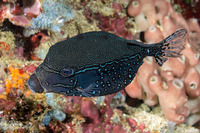 Ostracion solorense (Solor Boxfish)