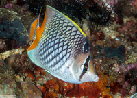 Chaetodon xanthurus (Crosshatch Butterflyfish)