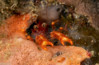 Munida olivarae (Olivar's Squat Lobster)