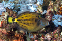 Cantherhines fronticinctus (Spectacled Filefish)