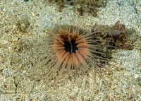 Cerianthus filiformis (Tube-Dwelling Anemone)