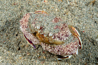 Cycloes granulosa (Granulose Box Crab)