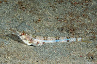 Synodus dermatogenys (Clearfin Lizardfish)