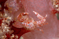Lissoporcellana nakasonei (Soft Coral Porcelain Crab)