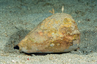 Conus vexillum (Flag Cone)