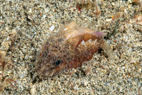 Minous trachycephalus (Rough-Head Stingfish)