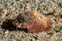 Minous trachycephalus (Rough-Head Stingfish)