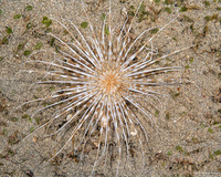 Pachycerianthus maua (Banded Tube Anemone)