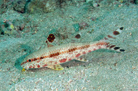 Upeneus tragula (Freckled Goatfish)