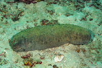 Stichopus hermanni (Herman's Sea Cucumber)