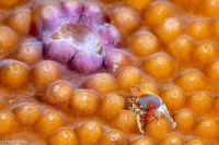 Pseudocryptochirus viridis (Coral Gall Crab)
